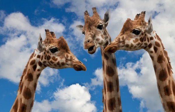 詢問客服的需求