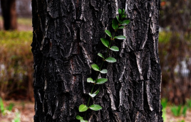 做為金牌客服的四點要求?
