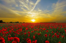 客服外包是否是電商的未來發展方向?