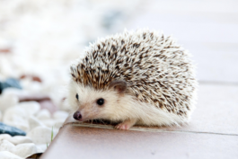 拼多多平臺中比較冷門的商品（拼多多平臺的冷門類目）